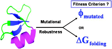 Graphical abstract: Role of foldability and stability in designing real protein sequences