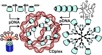 Graphical abstract: Cyclodextrin-based gene delivery systems