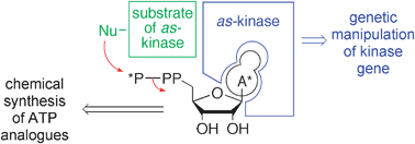 Graphical abstract: Chemical approaches towards unravelling kinase-mediated signalling pathways