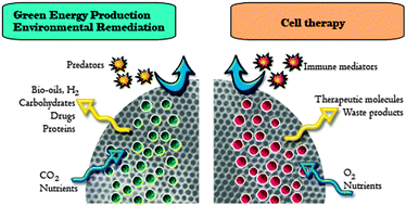 Graphical abstract: Whole-cell based hybrid materials for green energy production, environmental remediation and smart cell-therapy