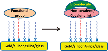 Graphical abstract: Immobilization of bio-macromolecules on self-assembled monolayers: methods and sensor applications