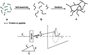 Graphical abstract: Using small angle scattering (SAS) to structurally characterise peptide and protein self-assembled materials