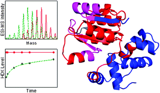 Graphical abstract: Hydrogen exchange mass spectrometry for studying protein structure and dynamics