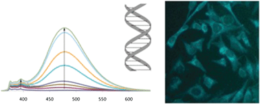 Graphical abstract: Fluorescent DNA-based enzyme sensors