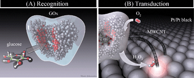 Graphical abstract: Non-invasive tools for measuring metabolism and biophysical analyte transport: self-referencing physiological sensing