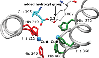 Graphical abstract: Copper–O2 reactivity of tyrosinase models towards external monophenolic substrates: molecular mechanism and comparison with the enzyme