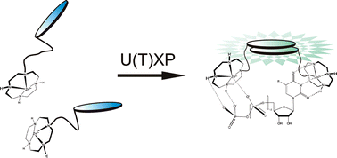 Graphical abstract: Zinc-cyclen coordination to UTP, TTP or pyrophosphate induces pyrene excimer emission