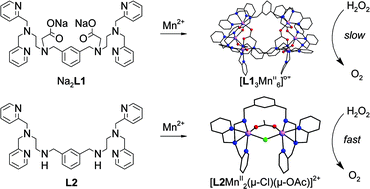 Graphical abstract: Synthesis and characterisation of low valent Mn-complexes as models for Mn-catalases