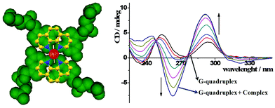 Graphical abstract: 1,10-Phenanthroline platinum(ii) complex: a simple molecule for efficient G-quadruplex stabilization