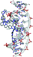 Graphical abstract: DNA interaction with Ru(ii) and Ru(ii)/Cu(ii) complexes containing azamacrocycle and dppz residues. A thermodynamic, kinetic and theoretical study.