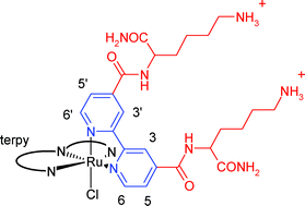 Graphical abstract: DNA binding selectivity of oligopyridine-ruthenium(ii)-lysine conjugate