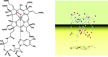 Graphical abstract: Redetermination of the X-ray structure of nitroxylcobalamin: base-on nitroxylcobalamin exhibits a remarkably long Co–N(dimethylbenzimidazole) bond distance