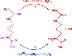 Graphical abstract: Kinetics and mechanism of NO production in the RuIII-(edta) mediated oxidation of l-arginine with H2O2