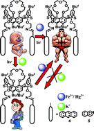 Graphical abstract: Switching and fluorescence signal amplification with metal ions in allosteric systems based on 1, 3-alternate thiacalix[4]crown