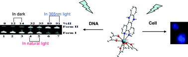 Graphical abstract: Synthesis, DNA binding, photo-induced DNA cleavage and cytotoxicity studies of europium(iii) complexes