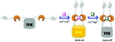 Graphical abstract: A novel class of Cd(ii), Hg(ii) turn-on and Cu(ii), Zn(ii) turn-off Schiff base fluorescent probes