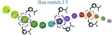 Graphical abstract: The effect of ring size variation on the structure and stability of lanthanide(iii) complexes with crown ethers containing picolinate pendants