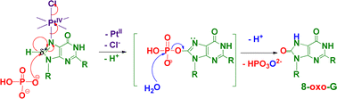 Graphical abstract: Oxidation of a guanine derivative coordinated to a Pt(iv) complex initiated by intermolecular nucleophilic attacks