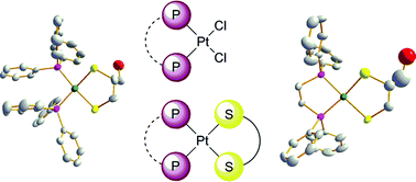 Graphical abstract: Structure, solution chemistry, antiproliferative actions and protein binding properties of non-conventional platinum(ii) compounds with sulfur and phosphorus donors