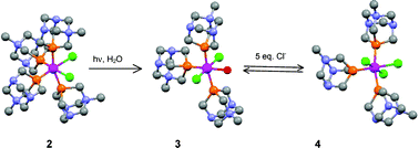 Graphical abstract: Photo-aquation of cis-[RuCl2(mPTA)4](CF3SO3)4 in water (mPTA = N-methyl-1,3,5-triaza-7-phosphaadamantane)
