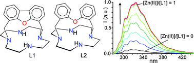 Graphical abstract: Proton and metal binding by cyclen-based highly rigid cryptands