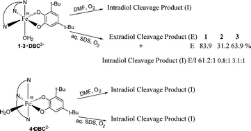 Graphical abstract: Mononuclear iron(iii) complexes of 3N ligands in organized assemblies: spectral and redox properties and attainment of regioselective extradiol dioxygenase activity