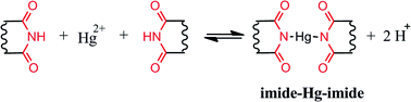 Graphical abstract: Mercury(ii)-mediated formation of imide-Hg-imide complexes