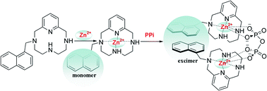 Graphical abstract: A Zn2+-specific turn-on fluorescent probe for ratiometric sensing of pyrophosphate in both water and blood serum