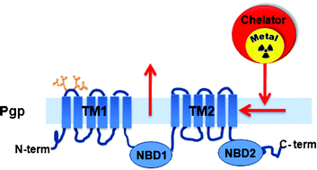 Graphical abstract: Metalloprobes for functional monitoring of tumour multidrug resistance by nuclear imaging