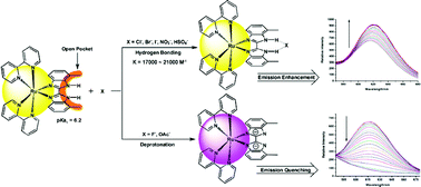 Graphical abstract: Photophysical, electrochemical and anion sensing properties of Ru(ii) bipyridine complexes with 2,2′-biimidazole-like ligand