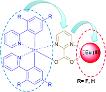 Graphical abstract: Synthesis, characteristics and photoluminescent properties of novel Ir–Eu heteronuclear complexes containing 2-carboxyl-pyrimidine as a bridging ligand