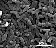 Graphical abstract: Preparation and characterization of LiFe0.975Rh0.025PO4 nanorods using the hydrothermal method
