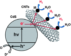 Graphical abstract: Light-harvesting multi-walled carbon nanotubes and CdS hybrids: Application to photocatalytic hydrogen production from water