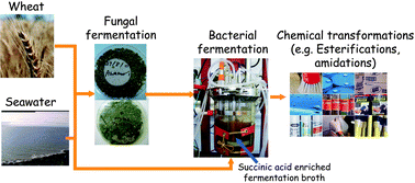 Graphical abstract: A seawater-based biorefining strategy for fermentative production and chemical transformations of succinic acid