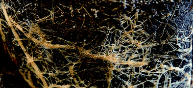 Graphical abstract: Microbial activity and water-soluble trace element species in the rhizosphere of spring wheat (Triticum aestivum cv. USU-Perigee)