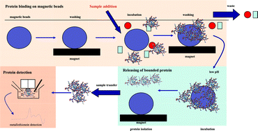 Graphical abstract: Paramagnetic antibody-modified microparticles coupled with voltammetry as a tool for isolation and detection of metallothionen as a bioindicator of metal pollution