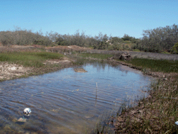 Graphical abstract: Recovery of a freshwater wetland from chemical contamination after an oil spill