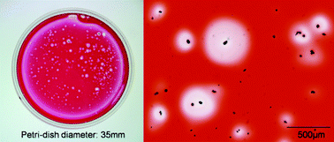 Graphical abstract: A new protease assay system using gelatin thin film for monitoring indoor air quality