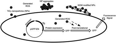 Graphical abstract: Toxicological assessment of TiO2 nanoparticles by recombinant Escherichia coli bacteria