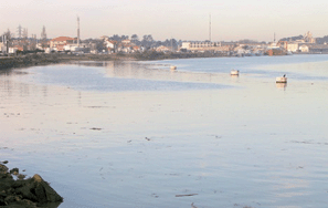 Graphical abstract: Heavy metals and organochlorinated compounds in the European eel (Anguilla anguilla) from the Adour estuary and associated wetlands (France)