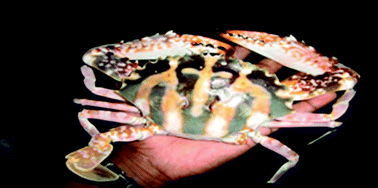 Graphical abstract: Biomonitoring 210Po and 210Pb in marine brachyuran crabs collected along the coast of Kudankulam, Gulf of Mannar (GOM), India