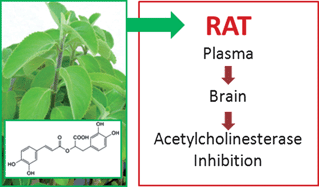 Graphical abstract: Function of Plectranthus barbatus herbal tea as neuronal acetylcholinesterase inhibitor