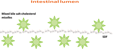 Graphical abstract: Mechanisms underlying the cholesterol-lowering properties of soluble dietary fibre polysaccharides