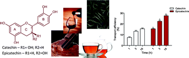 Graphical abstract: Insights into the putative catechin and epicatechin transport across blood-brain barrier