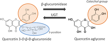Graphical abstract: Conjugated quercetin glucuronides as bioactive metabolites and precursors of aglyconein vivo