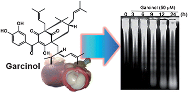 Graphical abstract: Garcinol inhibits cell growth in hepatocellular carcinoma Hep3B cells through induction of ROS-dependent apoptosis