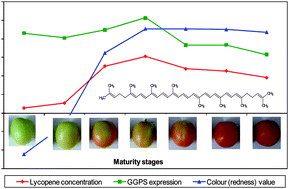 Graphical abstract: Expression of carotenoid biosynthetic pathway genes and changes in carotenoids during ripening in tomato (Lycopersicon esculentum)