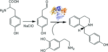 Graphical abstract: An enzymatic, stereoselective synthesis of (S)-norcoclaurine