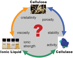 Graphical abstract: Point by point analysis: how ionic liquid affects the enzymatic hydrolysis of native and modified cellulose