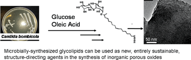 Graphical abstract: Sophorolipids: a yeast-derived glycolipid as greener structure directing agents for self-assembled nanomaterials